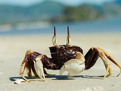 Ocypode ceratophthalma, horned ghost crab - Krabi / Thailand Ocypode ceratophthalma, horned ghost crab - Krabi / Thailand