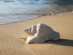 Conch on Grand Turk