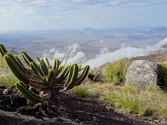Euphorbia sp. on Mount Ribaue