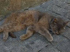 Sweet laziness Sweet laziness