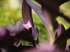 Purple and Pink Purple and Pink