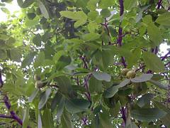 walnut tree walnut tree