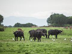 Uganda-412