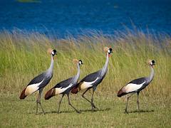 UGANDA: Grey crowned crane