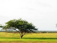 Tree Tree