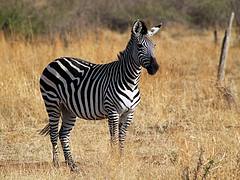 Plains Zebra: Equus quagga