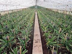 Arruda Plantation