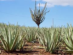 Aloe Vera farm, Curaçao