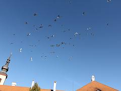 Prendre l'air, Pardubice