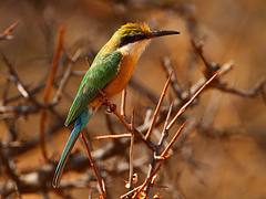 Somali Bee-eater