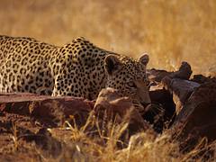 Namibia. mazzaliarmadi.it wildlife