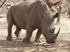 White Rhino
