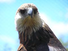 Madagascar fish eagle