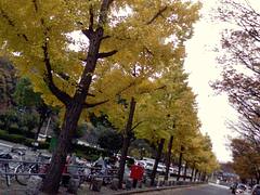 The Best Season (Nagoya, Japan)
