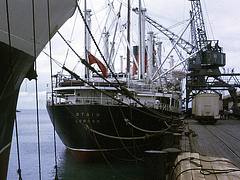 Loading lamb, New Plymouth 1969