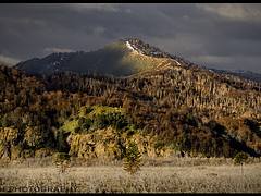 Bosque Araucanía