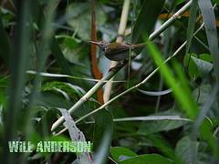Backyard Bird 2 - Nakhon Si Thammarat Province - Thailand