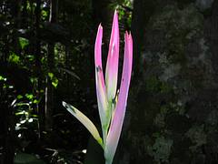 Flor
