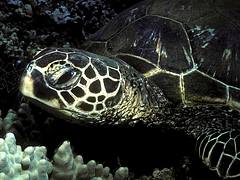 Green SeaTurtle - Maui, Hawaiian Islands Green SeaTurtle - Maui, Hawaiian Islands