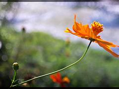 You give me a flower, I give you a sunshine