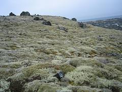 IMG_0511