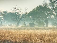 Elephant in the mist