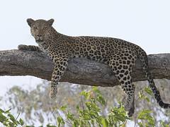 Leopard (Panthera pardus)