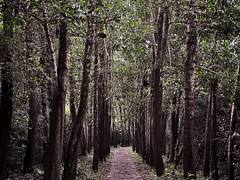 The Road