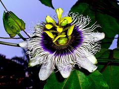 Fleur de la passion