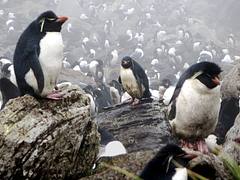 Penguins and Albatrosses
