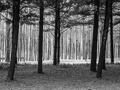 trees