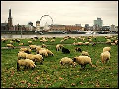 Rheinschafe