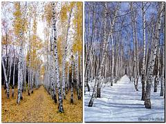 березовая аллея - winter vs. autumn березовая аллея - winter vs. autumn