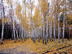Березовая аллея - autumn vs. winter (in comment) - Landscape format Березовая аллея - autumn vs. winter (in comment) - Landscape format