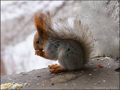 Белочка. Red Squirrel Белочка. Red Squirrel