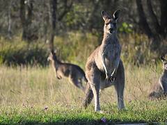 Curious Kangaroos
