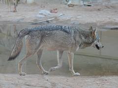 Arabian Wolf