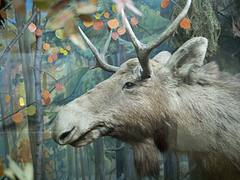 Вологодский краеведческий музей / Vologda local lore museum Вологодский краеведческий музей / Vologda local lore museum