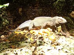 Dominican-Republic - Santo Domingo - Iguana