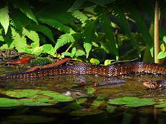 Florida Water Snake
