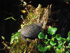 Common Snapping Turtle, Chelydra serpentina