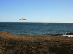 The LOnely Bird