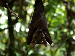 Expédition Sangha 2010 : chauve-souris