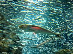 Osaka Aquarium