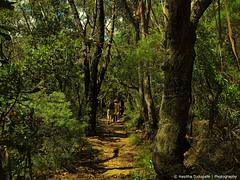Wentworth Falls Hiking Trail