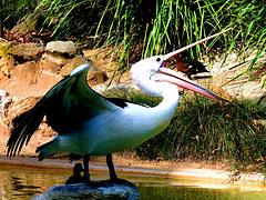 Pelican Adelaide Zoo #dailyshoot