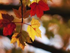 Colors are changing