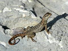 Curly-Tailed Lizard on Cat Island