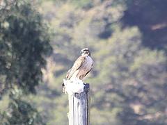 Red-tailed hawk and it's prey