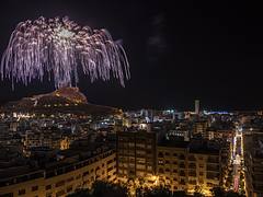 Palmera Alicante 2015